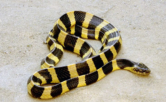 Banded_20Krait.jpg 5