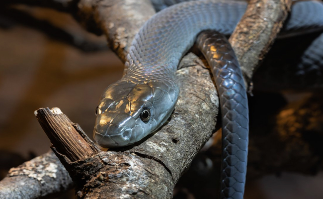 Black_20mamba.jpg 11