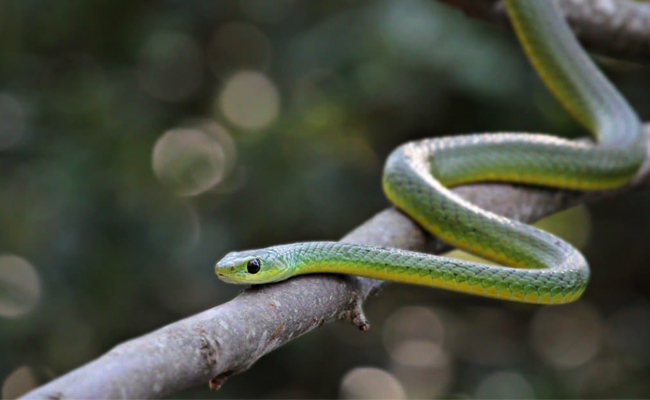 Boomslang.jpg 9
