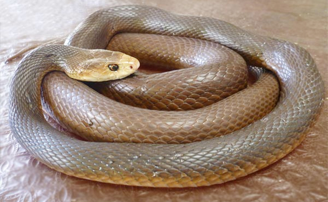 Coastal_20Taipan.jpg 3
