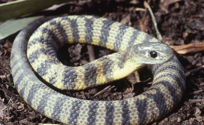 Eastern_20Tiger_20Snake.jpg 8