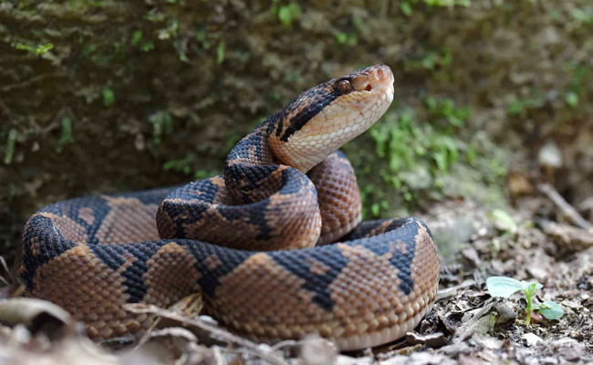Fer-de-lance.jpg 10
