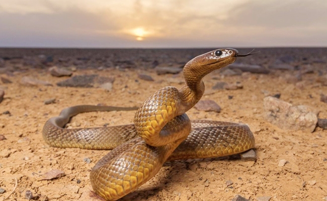 Inland_20Taipan-_20Australia.jpg 2