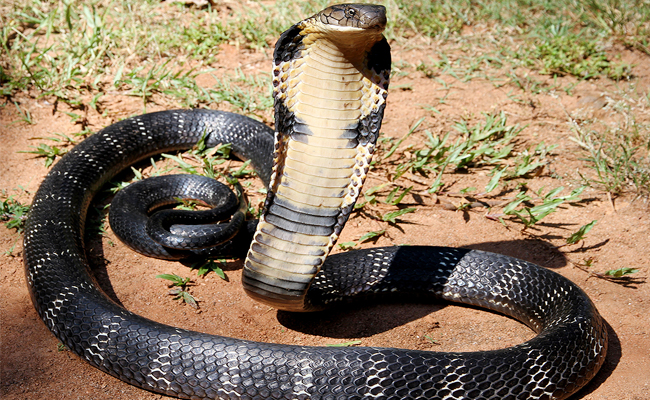 King_20Cobra.jpg 4