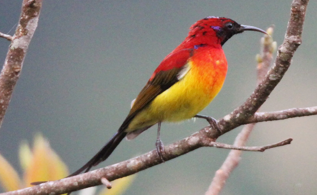 Mrs._20Gould_E2_80_99s_20sunbird.jpg 7