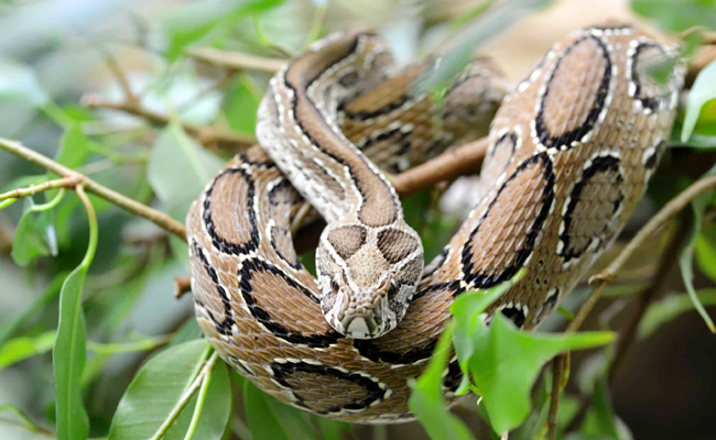 Russell_27s_20Viper.jpg 7
