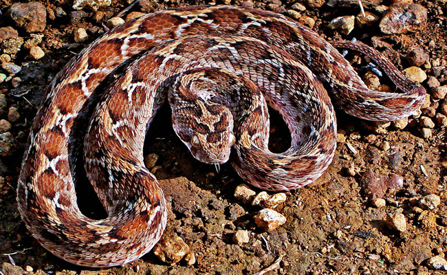 Saw-Scaled_20Viper.jpg 6