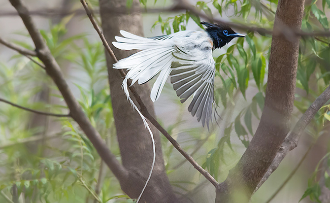 The_20Asian_20Paradise_20Flycatcher.jpg 6