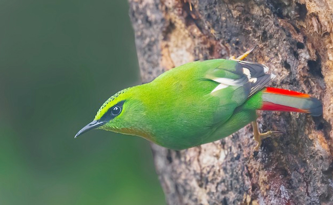 The_20Fire-tailed_20Myzornis.jpg 3