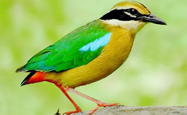 The_20Indian_20Pitta.jpg 10