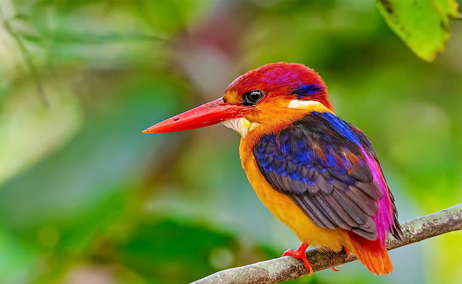 The_20Oriental_20Dwarf_20Kingfisher.jpg 4