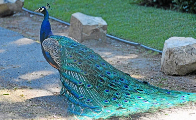 The_20Peacock_2CThe_20Indian_20Peafowl.jpg 5