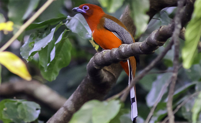 The_20Red_20headed_20Trogon.jpg 9