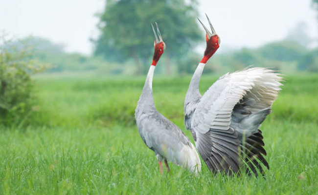 The_20Sarus_20crane.jpg 11