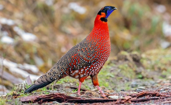 The_20Satyr_20Tragopan.jpg 8