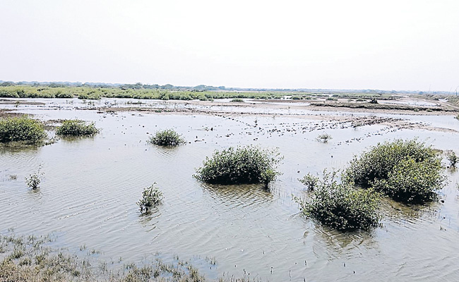 bapatla.jpg