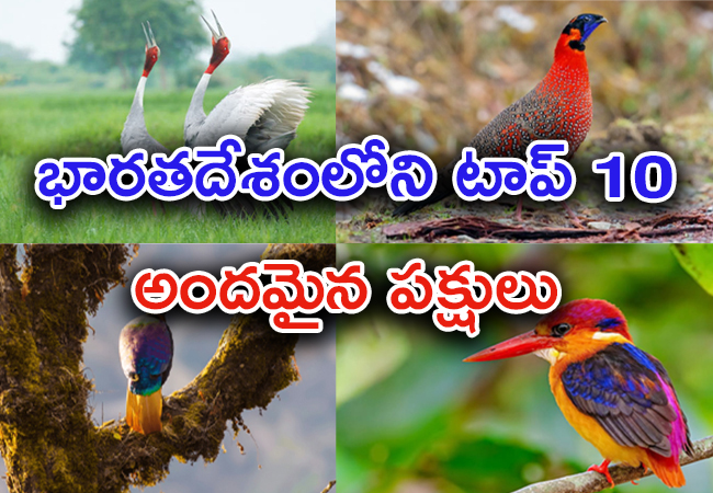 birds_20title_20page.jpg 1