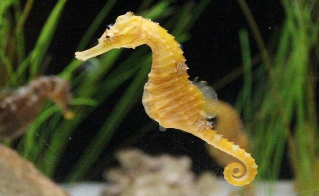 1._20Seahorse.jpg 2