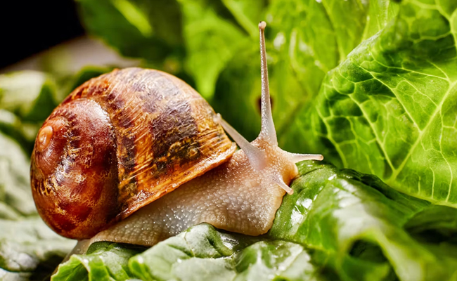 2._20Garden_20Snail.jpg 3