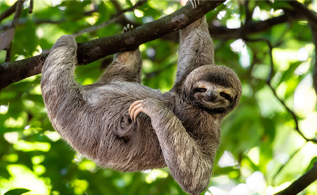 3._20Three-toed_20Sloth.jpg 4