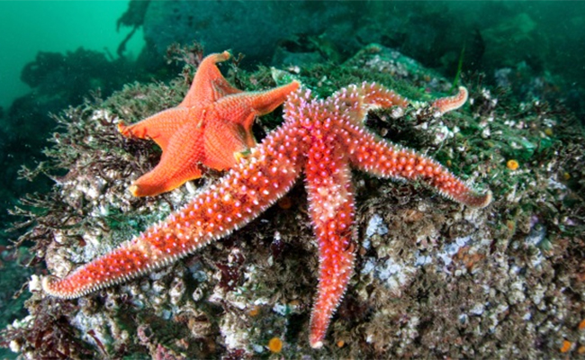 4._20Starfish.jpg 5