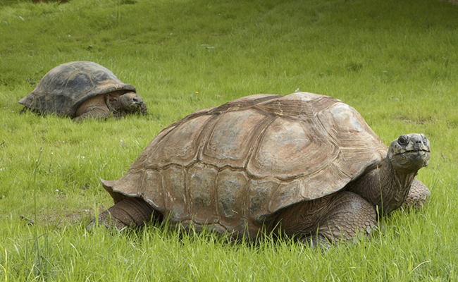 5._20Giant_20Tortoise.jpg 6