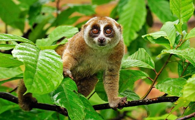 6._20Loris.jpg 7
