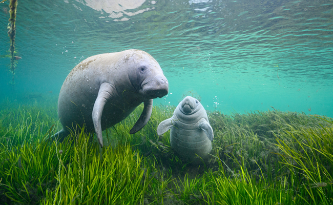 7._20Manatee.jpg 8