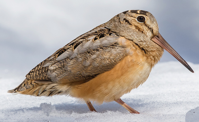 8._20American_20Woodcock.jpg 9
