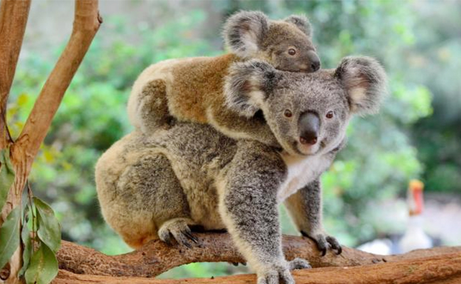 9._20Koala_20Bear.jpg 10