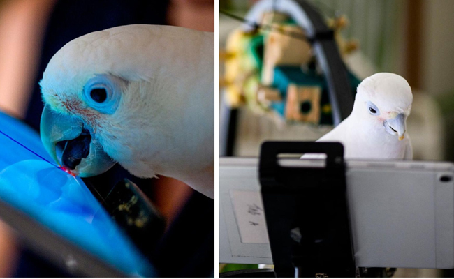 Parrots.jpg