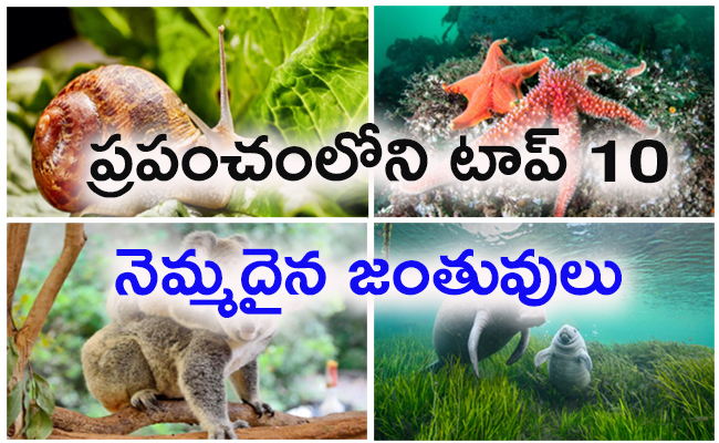 cover-page-animals.jpg 1