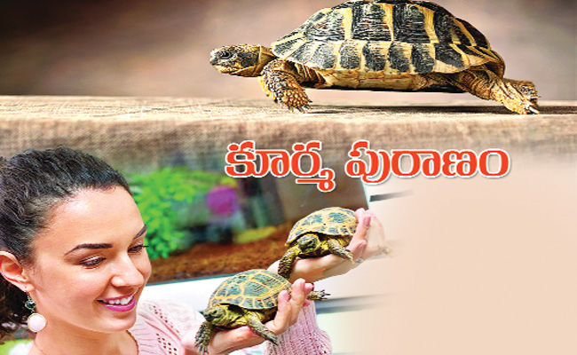 tortoise.jpg