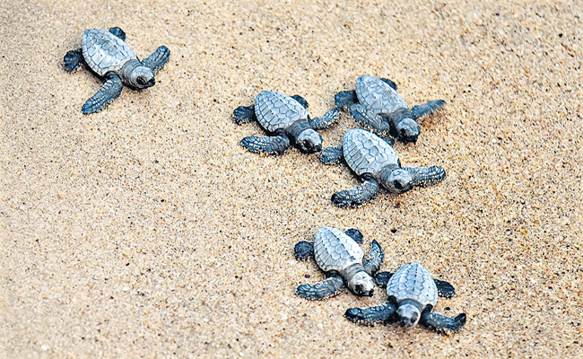 OLIVE-RIDLEY-TURTLE-BABY.jpg