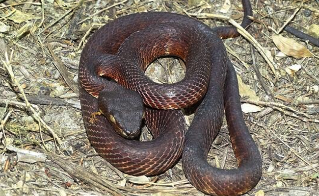 Andaman_20Pit_20Viper.jpg 11