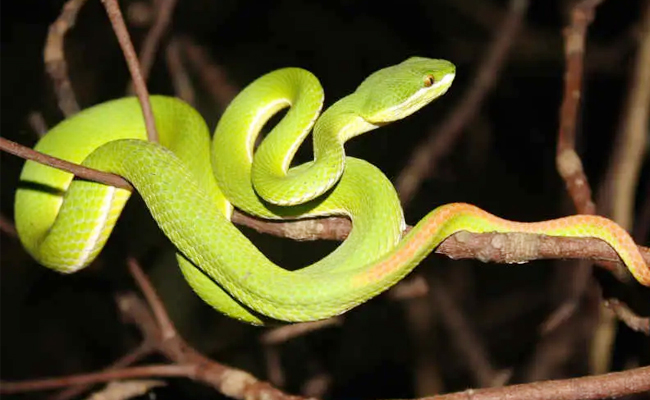 Bamboo_20Pit_20Viper.jpg 9