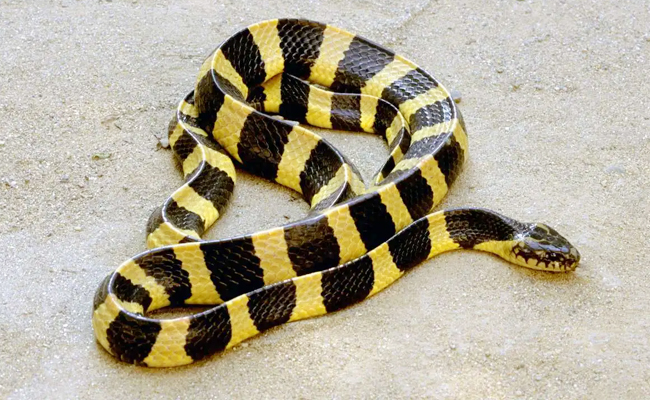 Banded_20Krait.jpg 8