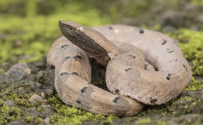 Hump_20Nosed_20Pit_20Viper.jpg 10