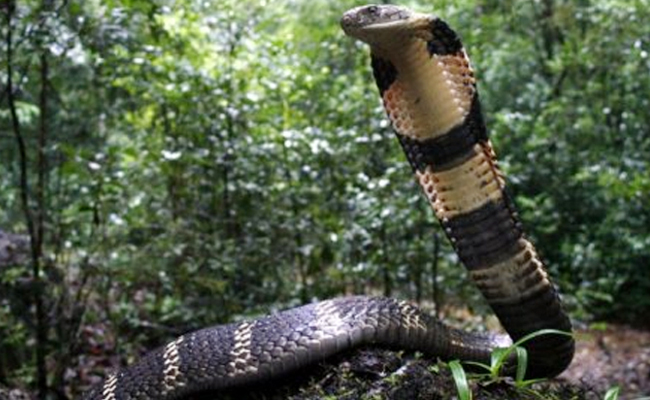King_20Cobra.jpg 2