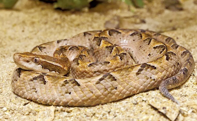 Pit_20Vipers.jpg 7