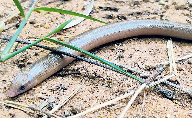Rare-Snake.jpg