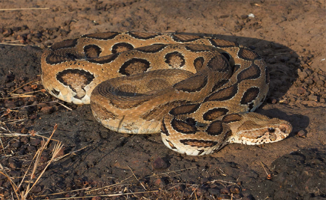 Russell_E2_80_99s_20Viper.jpg 4