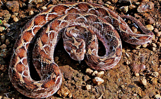 Saw_20Scaled_20Viper.jpg 5