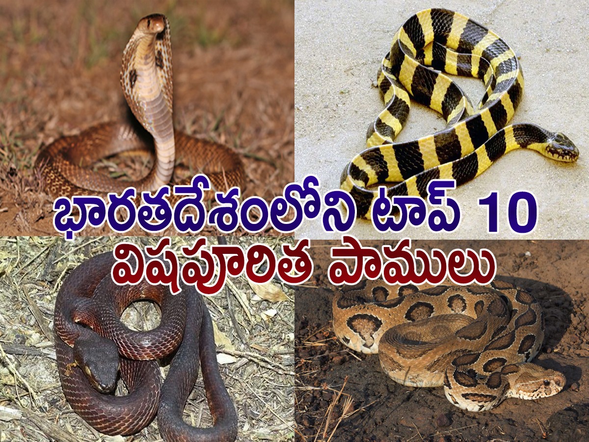 Snakes.jpg 1