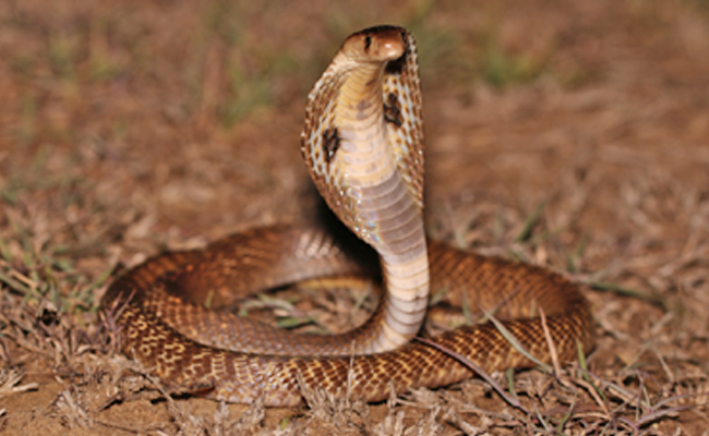 Spectacled_20Cobra.jpg 6