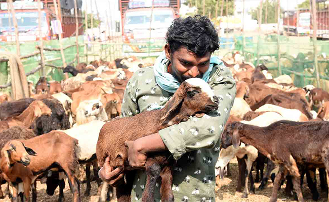 Telangana-Sheep-Distribution-Scheme.jpg