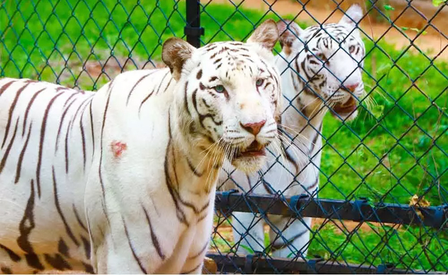 2._20Sri_20Venkateswara_20Zoological_20Park_20India_0.jpg 3