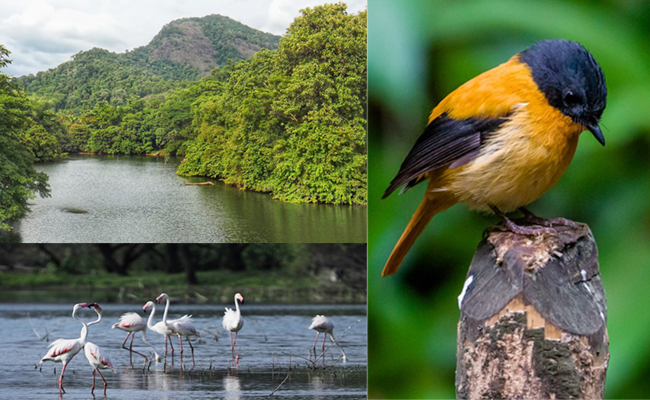 Eurasian_20spoonbill-_20Thattekad_20Bird_20Sanctuary.jpg 10