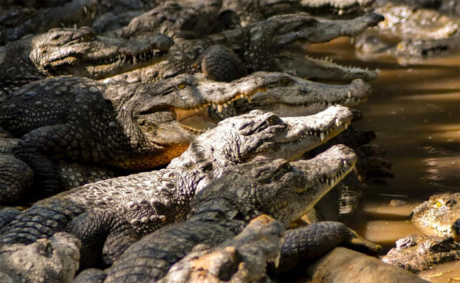 crocodile.jpg