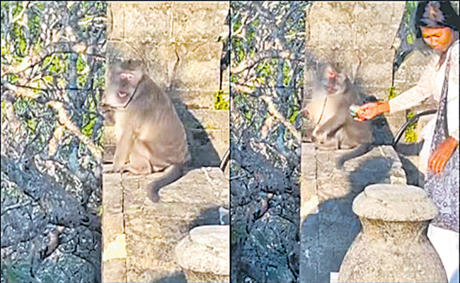 Monkey.jpg